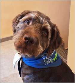 Labradoodle als Therapiehund